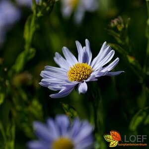 Kalimeris incisa 'Blue Star' P9 BIO