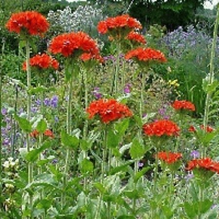 Lychnis chalcedonica P9 BIO - afbeelding 2