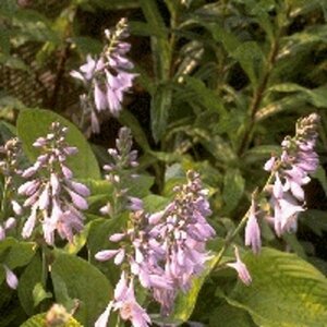 Hosta 'August Moon' C2