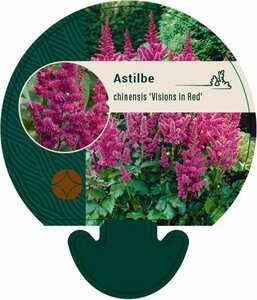Astilbe chinens. 'Visions in Red' P11