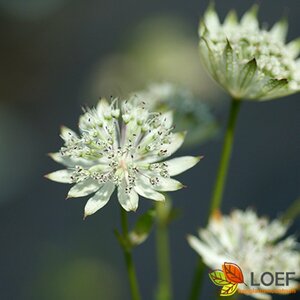 Astrantia major 'Snow Star' P9