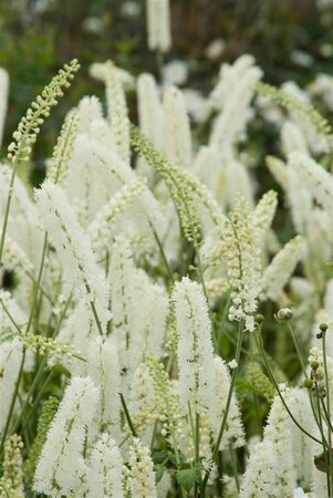 Actaea simplex 'White Pearl' P9 - afbeelding 2