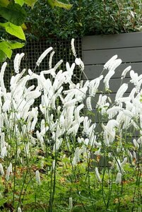 Actaea simplex 'White Pearl' P9
