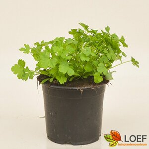 Petroselinum crispum neapolitanum C1.5
