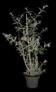 Buddleja davidii 'Nanho Blue' C5