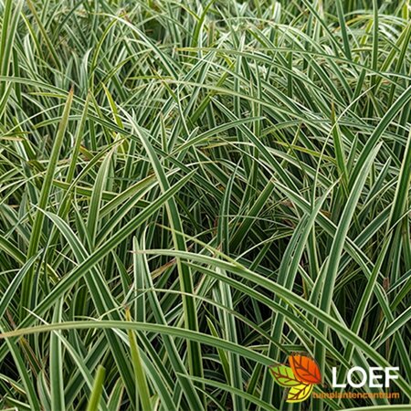 Carex morrowii 'Ice Dance' C2 - afbeelding 2