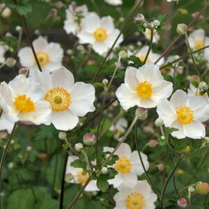 Anemone hybrida 'Honorine Jobert' P9 - afbeelding 2