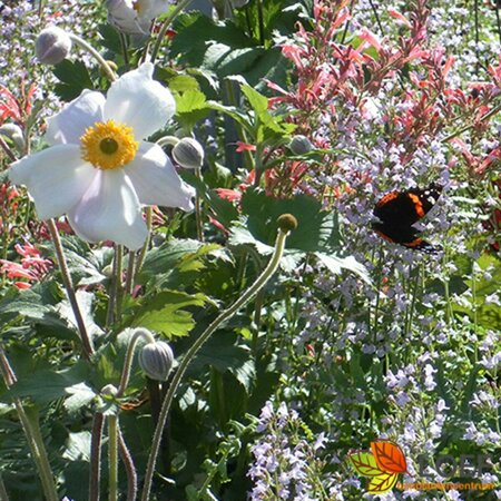 Anemone hybrida 'Honorine Jobert' P9 - afbeelding 1