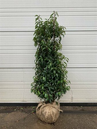 Prunus lusitanica 'Angustifolia' 30/40 C. - afbeelding 6