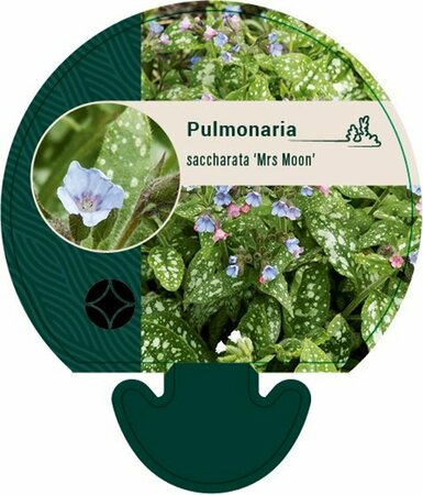 Pulmonaria saccharata 'Mrs Moon' P9 - afbeelding 1