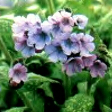Pulmonaria saccharata 'Mrs Moon' P9 - afbeelding 3