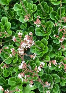 Saxifraga urbium P9 - afbeelding 1