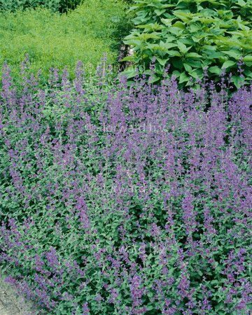 Nepeta 'Dropmore' P9 - afbeelding 2