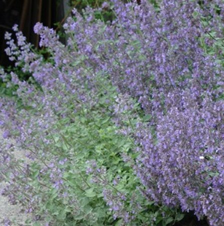 Nepeta 'Dropmore' P9 - afbeelding 1