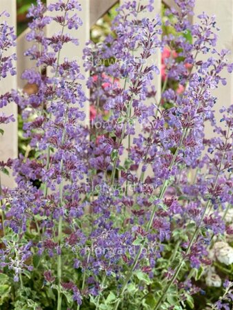 Nepeta 'Dropmore' P9 - afbeelding 3