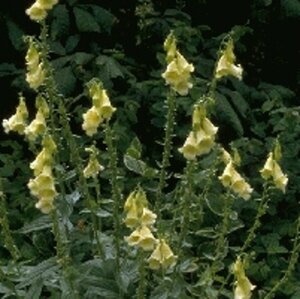 Digitalis grandiflora P9 - afbeelding 4