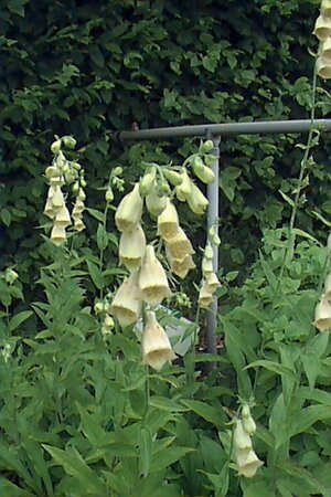 Digitalis grandiflora P9 - afbeelding 1
