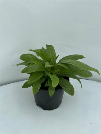 Digitalis grandiflora P9 - afbeelding 3