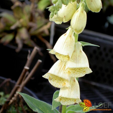 Digitalis grandiflora P9 - afbeelding 2