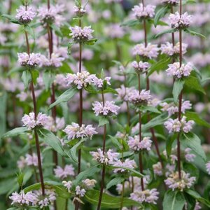 Phlomis tuberosa 'Amazone' P9 - afbeelding 3