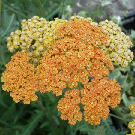 Achillea 'Terracotta' P9 - afbeelding 1