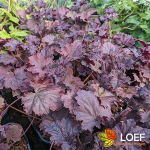 Heuchera 'Binoche' P9
