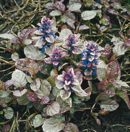 Ajuga reptans 'Burgundy Glow' P9 - afbeelding 5