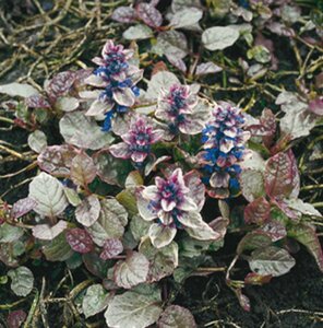 Ajuga reptans 'Burgundy Glow' P9 - afbeelding 5