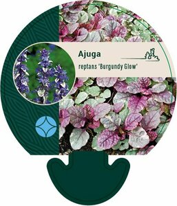 Ajuga reptans 'Burgundy Glow' P9 - afbeelding 2