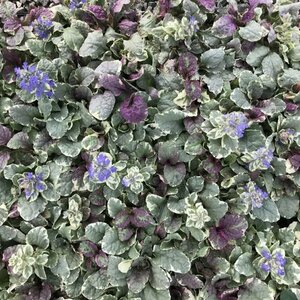 Ajuga reptans 'Burgundy Glow' P9