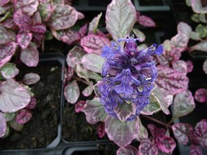 Ajuga reptans 'Burgundy Glow' P9 - afbeelding 4