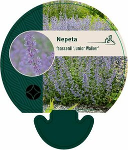Nepeta faassenii 'Junior Walker' P9
