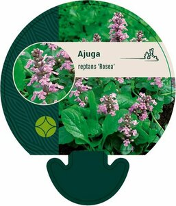 Ajuga reptans 'Rosea' P9 - afbeelding 2