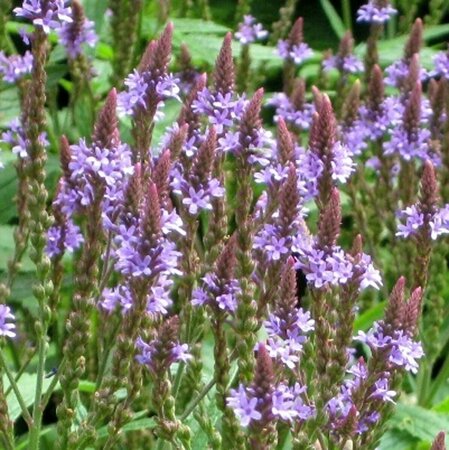 Verbena hastata P9 - afbeelding 1
