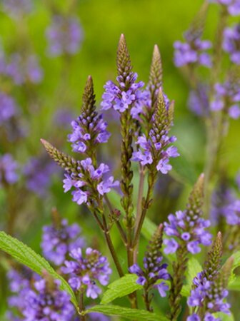 Verbena hastata P9 - afbeelding 2