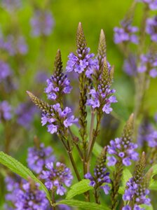 Verbena hastata P9 - afbeelding 2