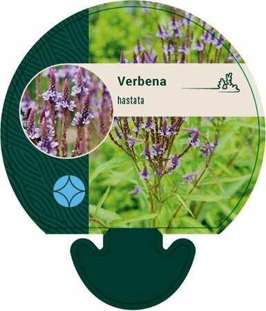 Verbena hastata P9 - afbeelding 3