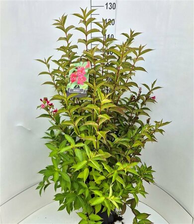 Weigela 'Bristol Ruby' 60/80 C. - afbeelding 5