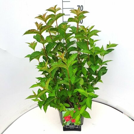 Weigela 'Bristol Ruby' 60/80 C. - afbeelding 1