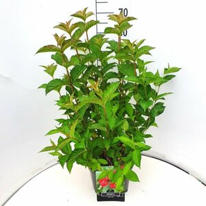 Weigela 'Bristol Ruby' 60/80 C.