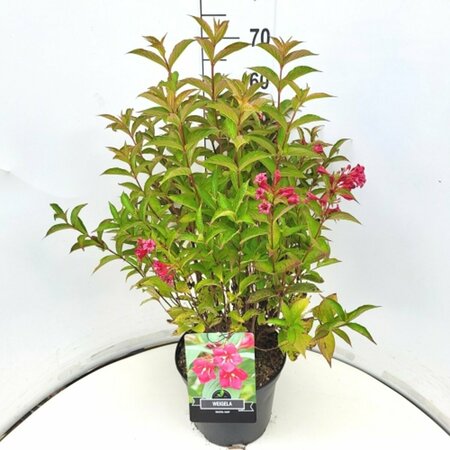 Weigela 'Bristol Ruby' 60/80 C. - afbeelding 2