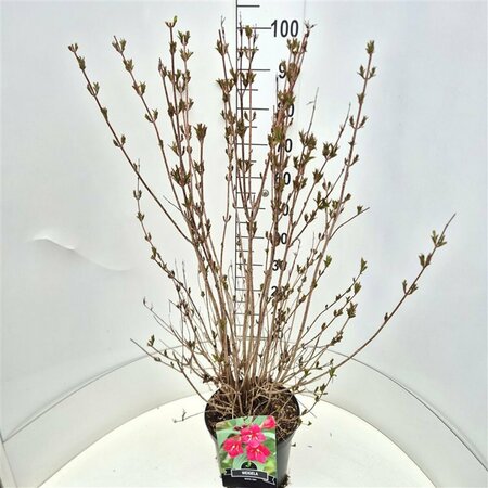 Weigela 'Bristol Ruby' 60/80 C. - afbeelding 6