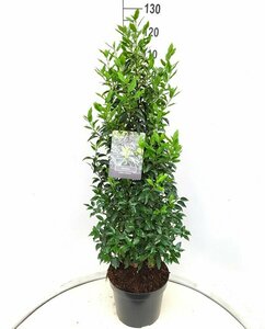 Prunus lusitanica 'Angustifolia' 200/225 DR. Solitair - afbeelding 2