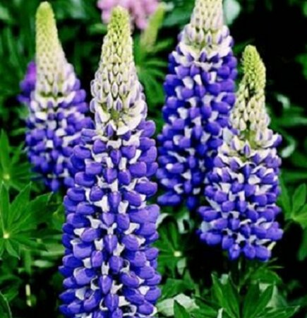 Lupinus 'The Governor' P9 - afbeelding 2