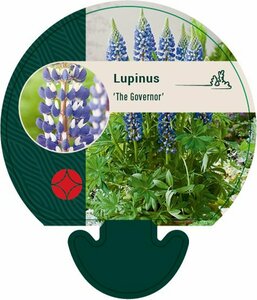 Lupinus 'The Governor' P9