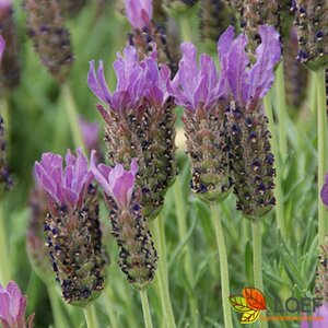 Lavandula stoechas P9