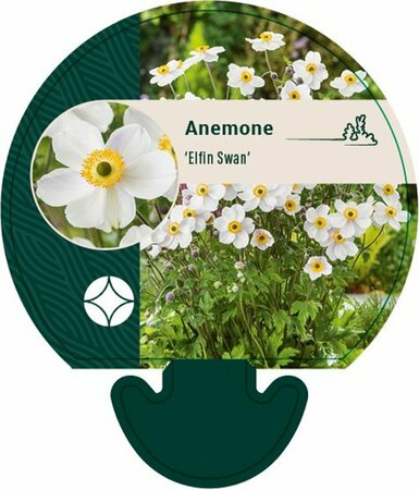 Anemone hybr. 'Elfin Swan' P9 - afbeelding 1