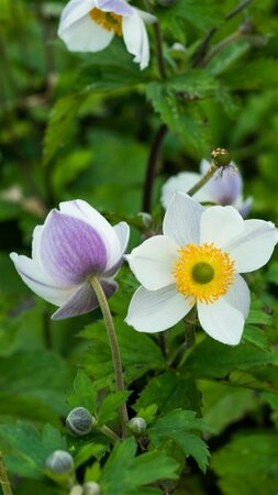 Anemone hybr. 'Elfin Swan' P9 - afbeelding 2