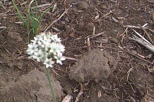 Allium tuberosum P13 BIO