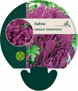 Salvia nemorosa 'Schwellenburg' P9 - afbeelding 3